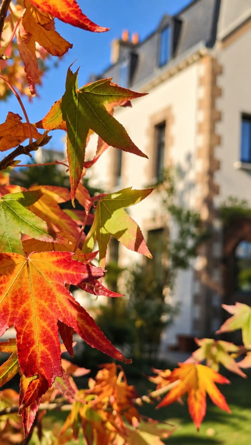 Feuilles d'érable flamboyantes en automne à La Maison 1903 B&B à Trévou-Tréguignec, Bretagne