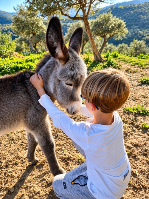 Niño acariciando un burro en el olivar de El descanso del peregrino, Guadalupe, Cáceres