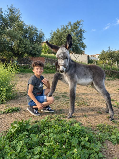 Niño sonriente con burro gris en El descanso del peregrino, hospedería rural Guadalupe