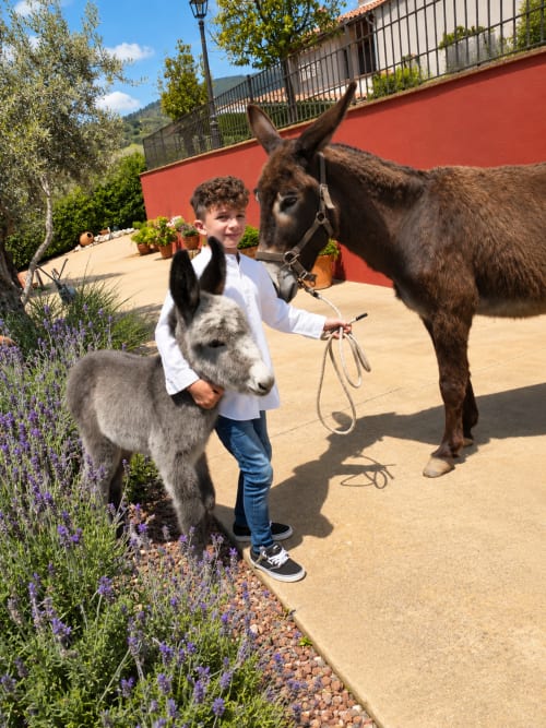 Niño pequeño con burro joven y burro adulto en El descanso del peregrino B&B en Guadalupe, Cáceres