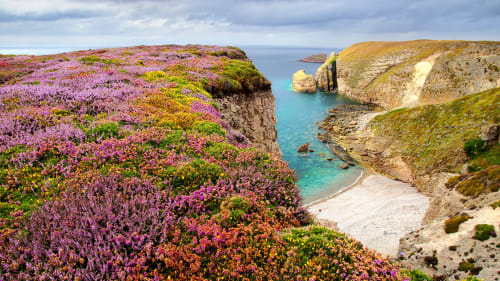 Des fleurs sauvages colorées s'épanouissent sur les falaises côtières spectaculaires surplombant les eaux turquoise près de Val-d'Arguenon, France