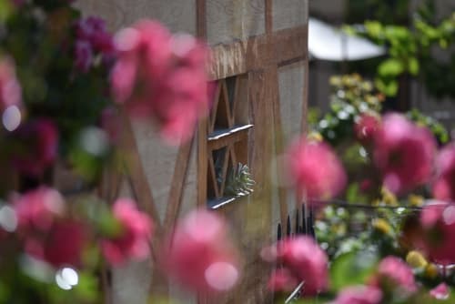 Un suggestivo e romantico scorcio del Roseto del Drago a Ponte in Valtellina (Sondrio): la finestra della storica piccionaia con parete decorata a finto graticcio vista attraverso le rose fiorite del giardino