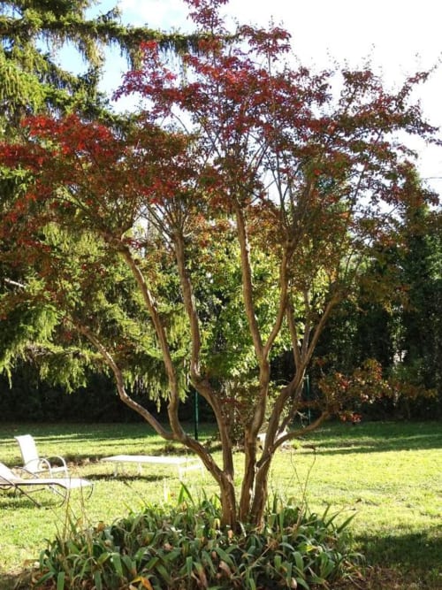 Lilas des indes aux couleurs automnales dans le jardin des Gîtes de Val, location de vacances en Provence avec salon