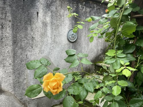 Rosa gialla in fiore contro il muro di pietra invecchiato con il fogliame verde nel giardino di Roseto del Drago, Ponte in Valtellina