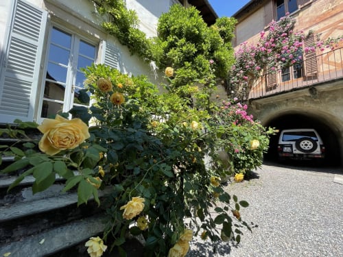 Affascinante cortile fiorito a Roseto del Drago con rose gialle, rampicanti rosa e edifici in pietra a Ponte in
