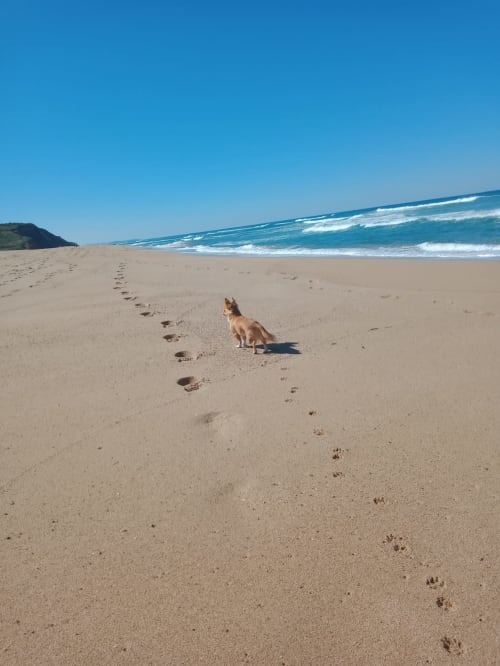 Cão marrom caminhando na praia arenosa perto da Feather House em São Bartolomeu, Portugal, com ondas do oceano e céu azul limpo