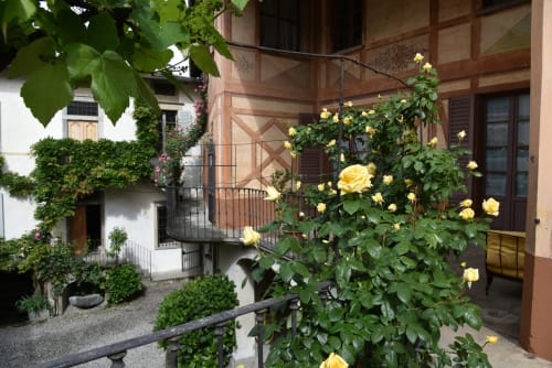 Rose gialle in fiore nella corte del Roseto del Drago B&B, Ponte In Valtellina, con architettura italiana tradizionale