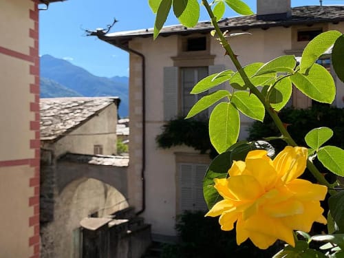 Rose gialle in fiore con vista sulle montagne dall'appartamento Roseto del Drago a Ponte in Valtellina