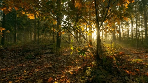 Sentier forestier automnal au Pied de la Lettre, Grignan – feuilles dorées, grands arbres et lumière tamissée