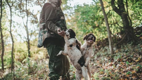 Personne en randonnée avec deux chiens sur un sentier forestier près de Grignan, France au gîte Le Pied de la Lettre