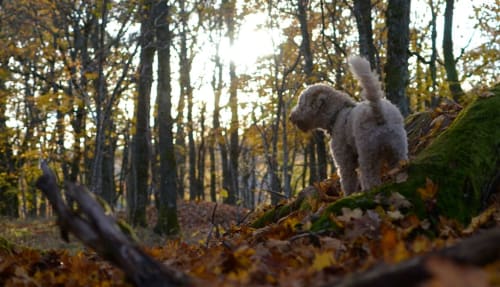 Petit chien explorant la forêt d'automne près du gîte Le Pied de la Lettre à Grignan, France