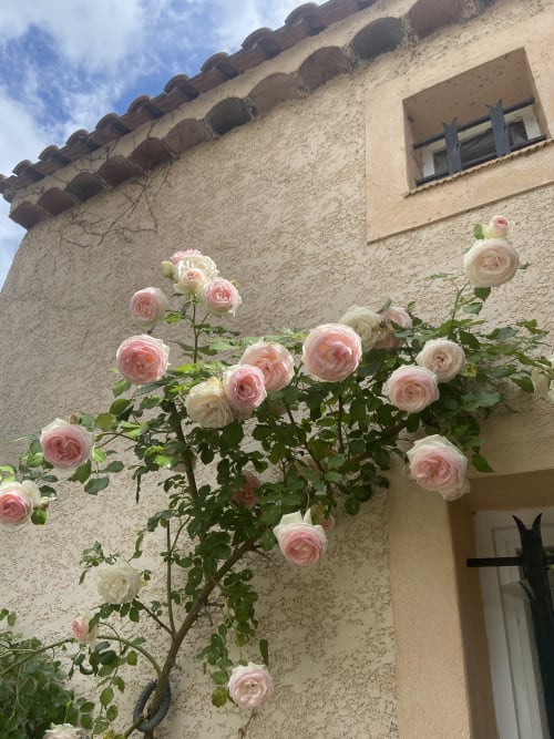 Rosas rosa floreciendo contra la pared de piedra de una casa de campo con tejas de terracota en el Domaine de la Bégude, Fayence