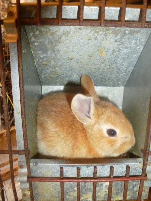 Lapin brun et blanc dans un enclos métallique à la ferme-auberge La Ferme Buissonnière, Biol France
