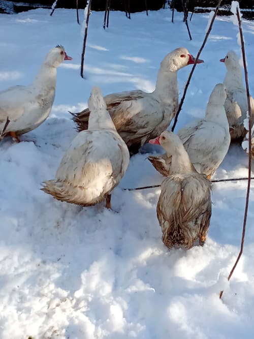 Canards blancs dans la neige à la ferme-gîte La Ferme Buissonnière à Biol, chalet montagne en France