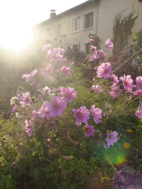 Cosmos roses en fleur au jardin de la maison d'hôtes La Ferme Buissonnière à Biol, France, avec la ferme ensoleillée en arrière-plan