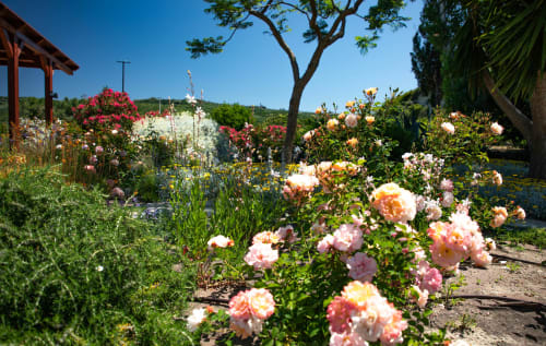 Giardino di rose in fiore presso la villa Sardegna Explora House a Modolo, Italia con paesaggio mediterraneo e cielo azzurro limpido