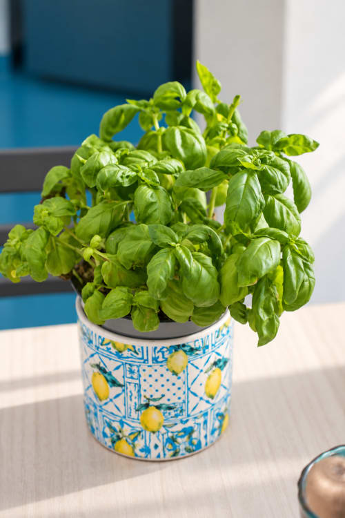 Pianta fresca di basilico in vaso decorativo blu e giallo con motivi di limoni presso Chiaia di Rose & Divina Suite