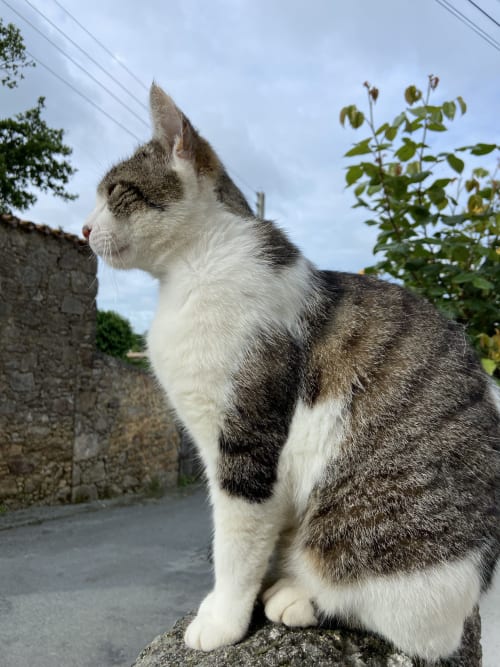 Chat roux et blanc assis sur un mur en pierre à La Petite Auberge de Pouzauges, France