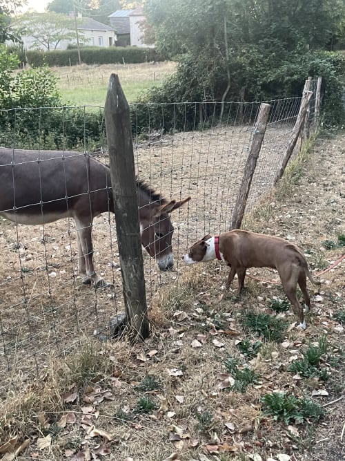 Deux chiens marron dans le pâturage clôturé du gîte Le Petit Moulin à Pouzauges, France
