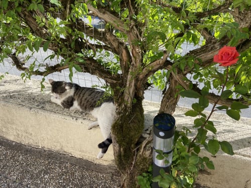 Chat tigré et blanc se reposant sous la vigne au Petit Moulin à Pouzauges, France