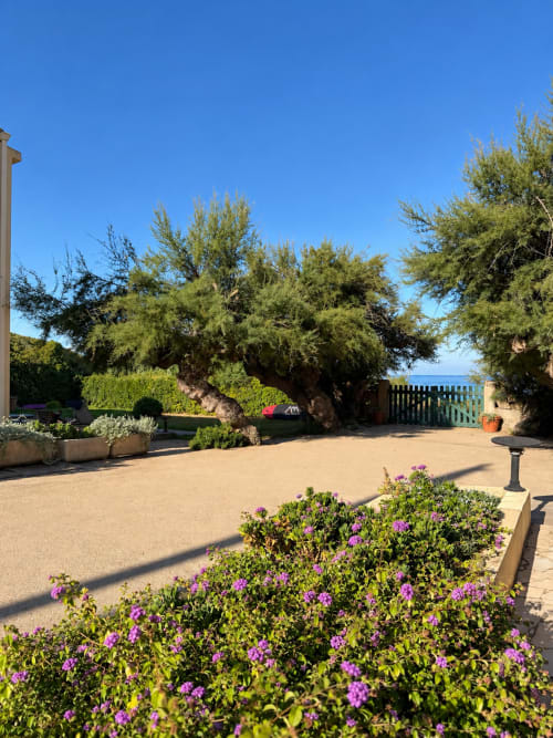 Cour ensoleillée de l'Hôtel Thalassa à Cargèse avec fleurs violettes, oliviers et patio de sable