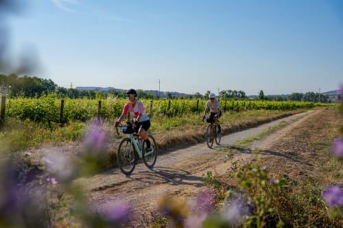 Dos ciclistas recorren los viñedos de Penedès con flores silvestres moradas, comarca vinícola de Barcelona