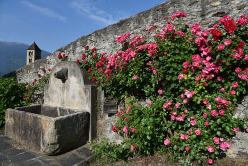 Rose rosa vivaci cascano sui muri in pietra antica di Roseto del Drago, Ponte in Valtellina