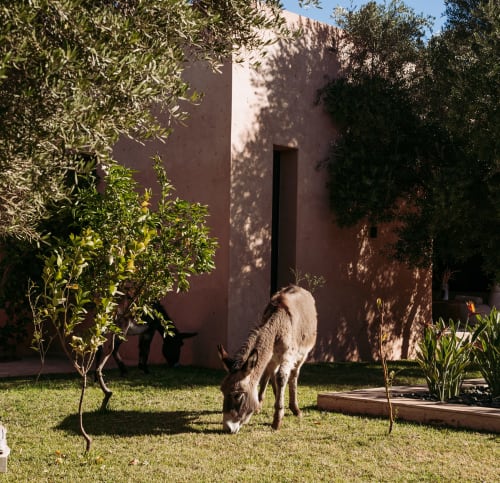 Chèvre broutant dans le verdoyant patio du gîte Jardin Sakina à Marrakech