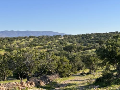 Paysage d'oliveraies à El Ghazouane, Maroc avec collines verdoyantes et montagnes à l'hôtel spa Eucalyptus Ethnic