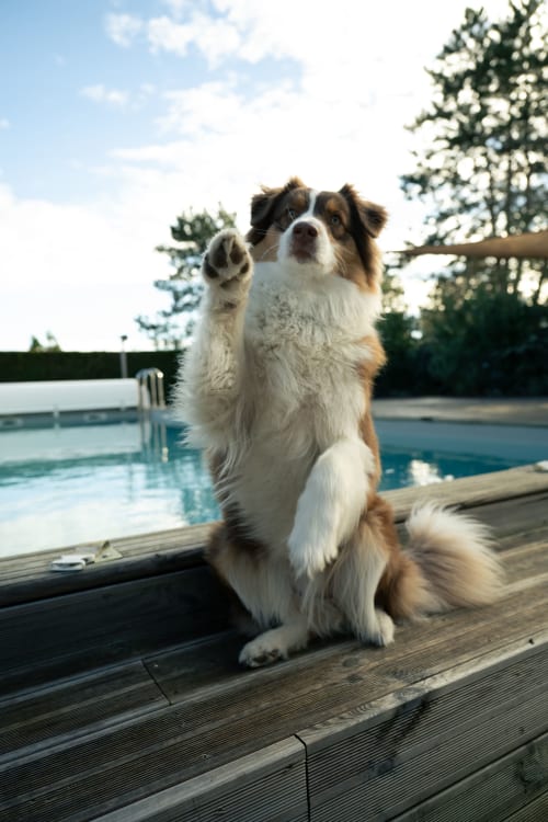 Chien doux brun et blanc debout sur la terrasse de piscine de Recevoir par Charline B&B à Biganos, France