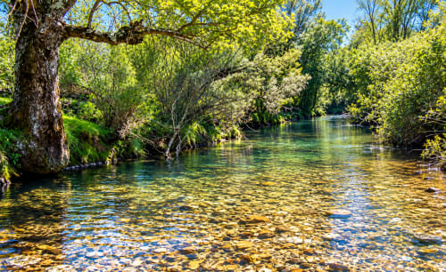 Río cristalino con guijarros dorados, árboles verdes y orillas cubiertas de musgo en El descanso del peregrino, Guadalupe, Cáceres