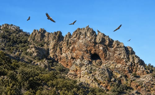 Águilas sobrevolando acantilados rocosos cerca de El descanso del peregrino, Guadalupe, Cáceres, España