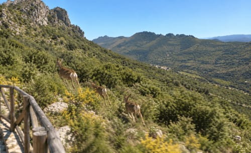 Tres íbices escalando ladera rocosa con valle boscoso y picos lejanos cerca de El descanso del peregrino en Guadalupe