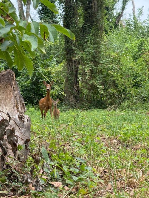 Cerfs broutant dans une clairière boisée aux gîtes de Cormenin, Saint-Hilaire-sur-Puiseaux