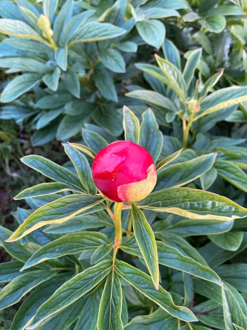 Éclatante pivoine rouge en fleur avec feuillage vert panaché aux gîtes de Cormenin, Saint-Hilaire-sur-Puiseaux