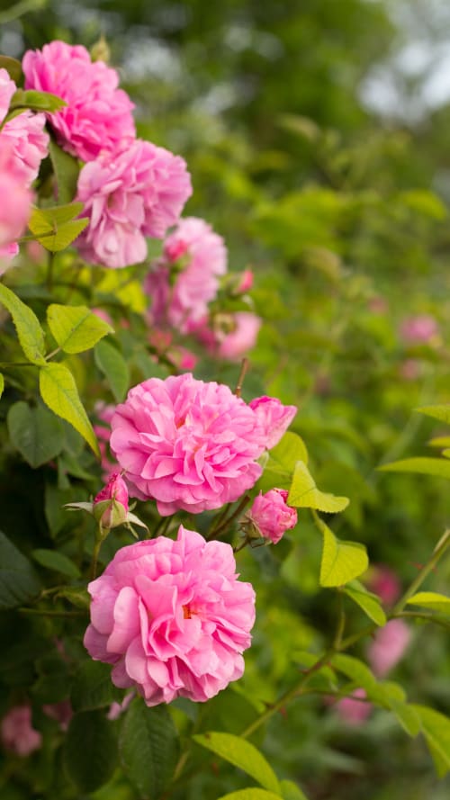 Roses roses en fleur dans les jardins de Roséliane, une charmante maison d'hôtes à Belleville-en-Beaujolais