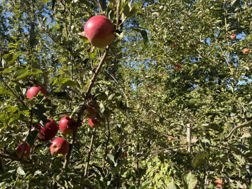 Pommes rouges mûres suspendues aux branches dans le jardin de la villa Mon Week End A La Mer, Varengeville-sur-Mer