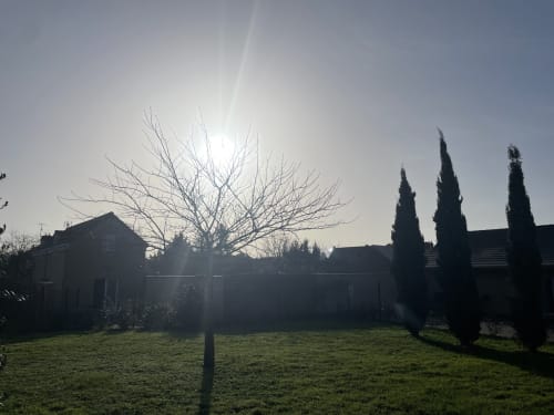 Jardin Le Clos d'Émilie avec arbre dénudé et cyprès à l'aube, Saint-Marcel