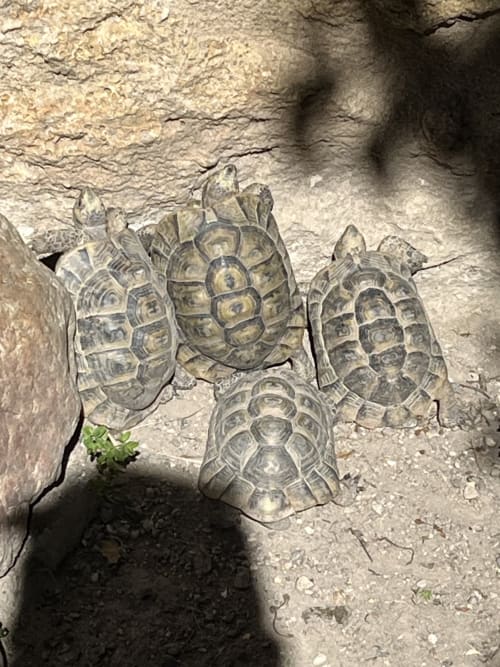 Quatre jeunes tortues sur le sable à Chambres d'hôtes la Soulenque, Capestang
