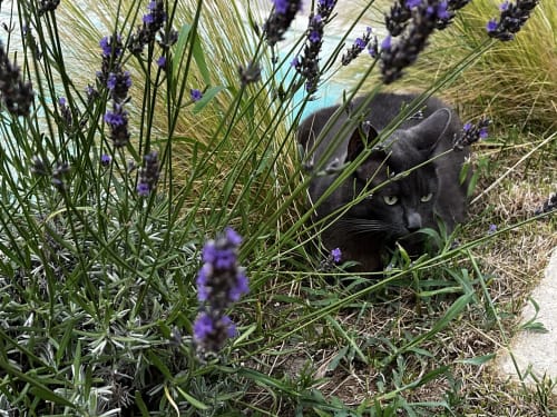 Chat noir parmi les fleurs de lavande aux Chambres d'hôtes la Soulenque à Capestang, France