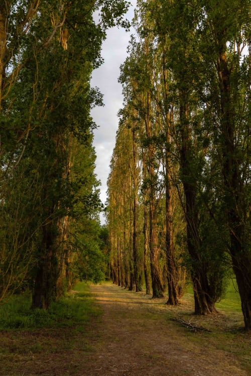 Tree-lined dirt path at Moulin de Gaubourg B&B in Anjou wine region, France