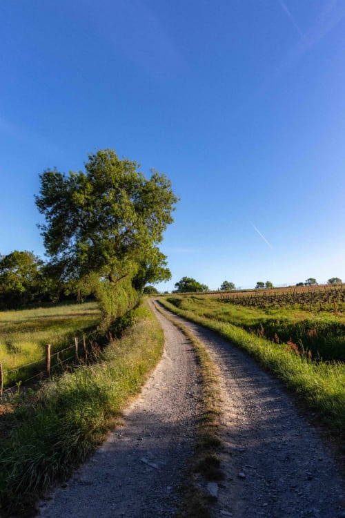 Route de gravier bordée de grands arbres et vignobles près du Moulin de Gaubourg en Anjou