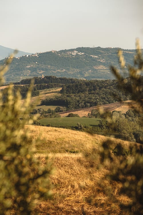 Paesaggio della campagna toscana con dolci colline, oliveti e un borgo medievale su un colle vicino a Buonconvento