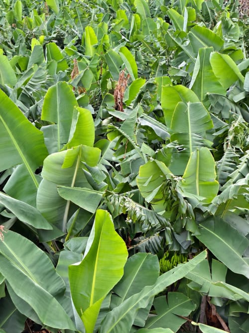 Lush banana plantation at Check Madeira hotel in Ribeira Brava, Portugal, showing vibrant green leaves and developing banana