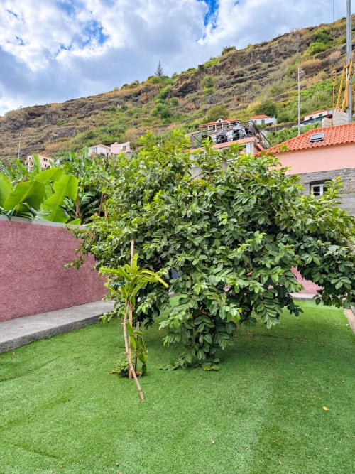 Lush garden with young tree at Check Madeira hotel in Ribeira Brava, overlooking hillside with colorful buildings
