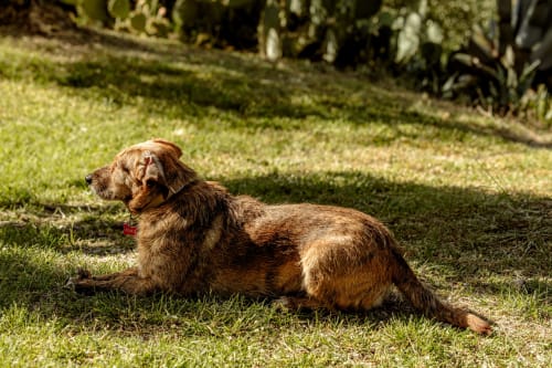 Cane marrone che riposa sull'erba dell'hotel Quarantallina a Buonconvento, Italia