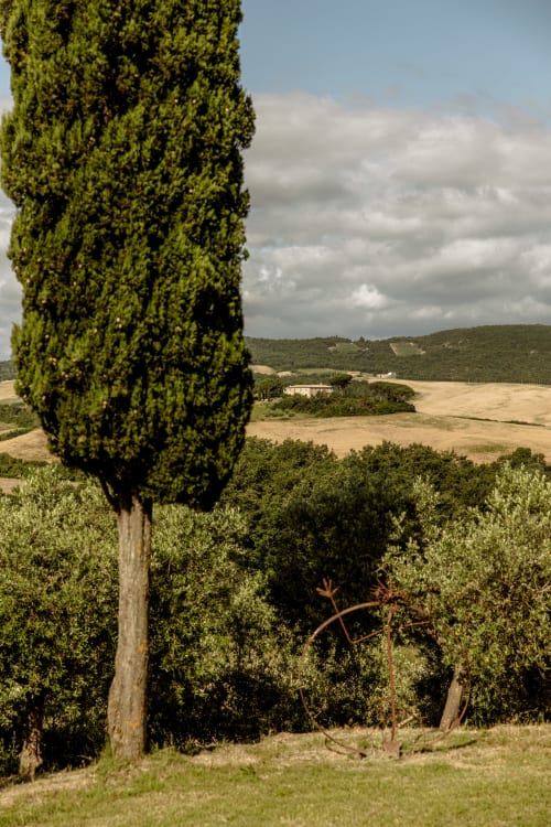 Cipresso slanciato incornicia villa toscana con uliveti e dolci colline vicino a Buonconvento, Italia