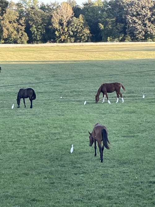 Three horses grazing in a pastoral green field with white markers, bordered by trees at Les gites de Lereau farm in