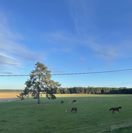 Pastoral farmland at Les gites de Lereau with horses grazing under a large tree, green fields, and clear blue sky in