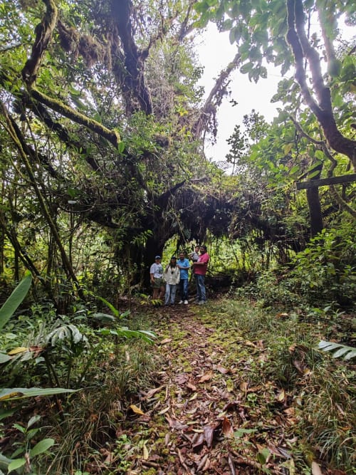 Huéspedes caminando por un sendero selvático exuberante en Chalets Vistas del Poas en Heredia, Costa Rica, rodeados de densa vegetación tropical
